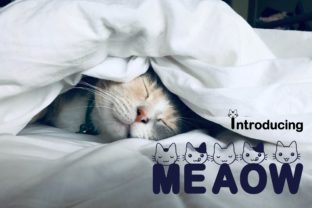 Meaow: The Display Font That Elevates Brand Storytelling